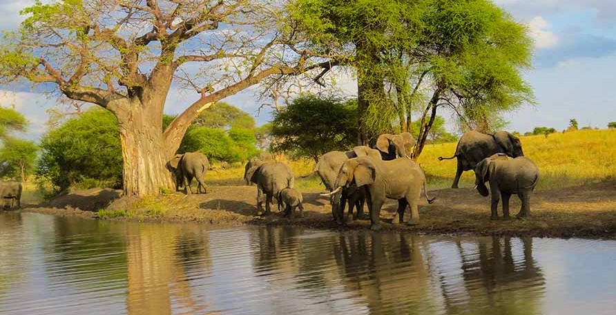 Ruaha National Park